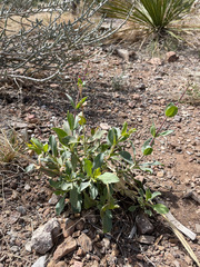 Penstemon havardii