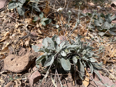 Parthenium argentatum