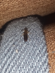 Euborellia annulipes