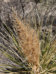 Nolina erumpens