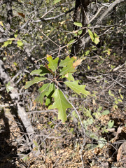 Quercus gravesii