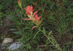 Castilleja nelsonii
