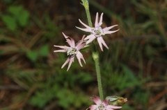 Silene scouleri