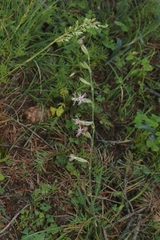 Silene scouleri