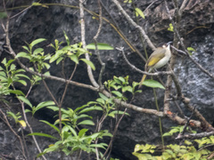 Pycnonotus sinensis hainanus