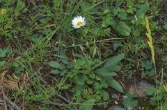 Erigeron arizonicus