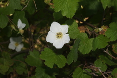 Rubus neomexicanus