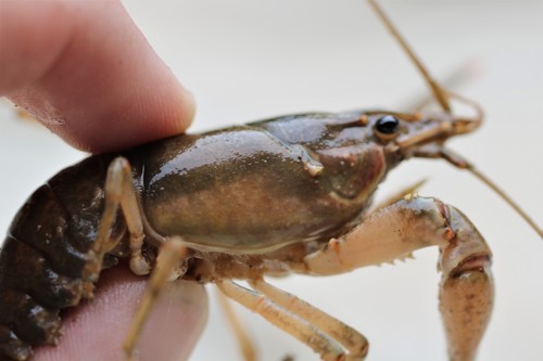Virile Crayfish, photo 7 of 8