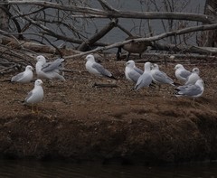 Larus delawarensis