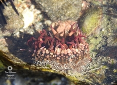 Bunodosoma californica image