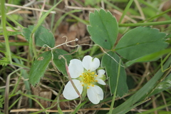 Fragaria virginiana platypetala