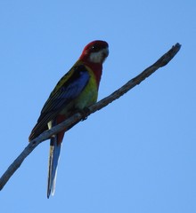 Platycercus eximius elecica