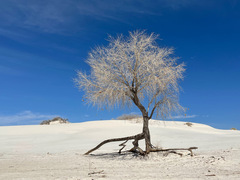 Populus deltoides wislizenii