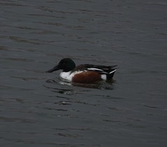 Spatula clypeata