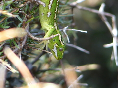 Naultinus gemmeus