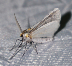 Philtraea paucimacula