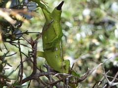 Naultinus gemmeus