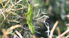 Naultinus gemmeus
