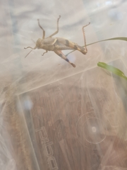 Stenocatantops angustifrons