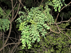 Leucaena retusa