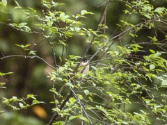 Pycnonotus sinensis hainanus