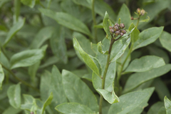 Senecio racemulifer