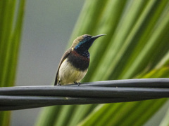 Cinnyris jugularis rhizophorae