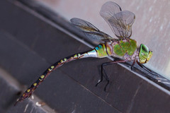 Anax gibbosulus