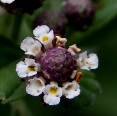 Phyla strigulosa
