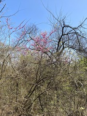 Cercis canadensis