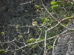 Pycnonotus sinensis hainanus