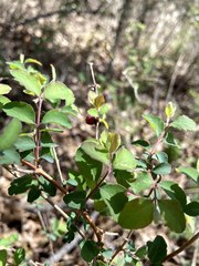 Symphoricarpos