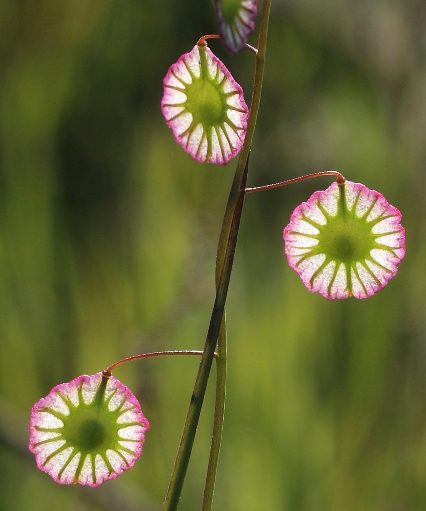 Thysanocarpus radians