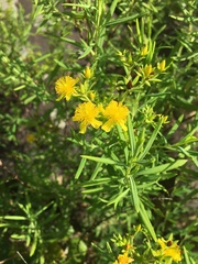 Hypericum lobocarpum