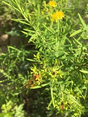 Hypericum lobocarpum