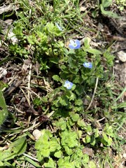 Veronica persica
