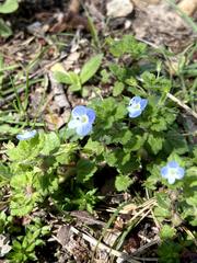 Veronica persica
