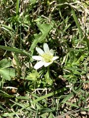 Anemone berlandieri