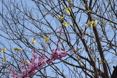 Cercis canadensis
