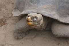 Chelonoidis niger vicina