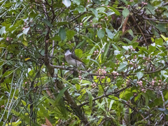 Pycnonotus sinensis hainanus