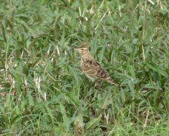 Alauda arvensis japonica