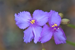 Callisia ornata
