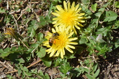 Apis mellifera