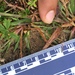 photo of Rosette Grasses (Dichanthelium)
