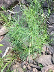 Amsonia hubrichtii