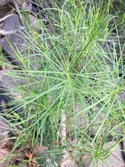 Amsonia hubrichtii