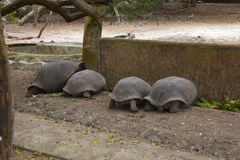 Chelonoidis niger vicina