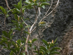 Pycnonotus sinensis hainanus