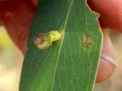 Apiomorpha spinifer